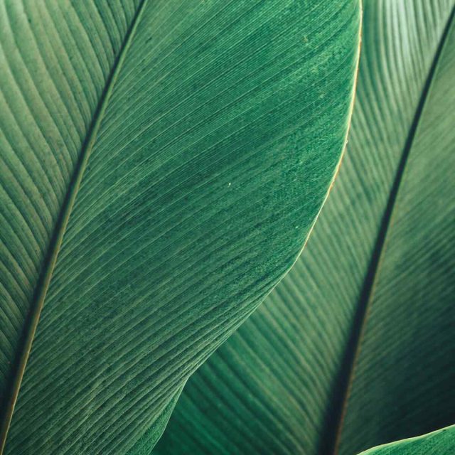 https://isabelmiranda.pt/wp-content/uploads/2021/09/background_image_04-640x640.jpg